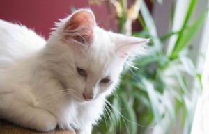 Chat blanc trouvé à Montceau…