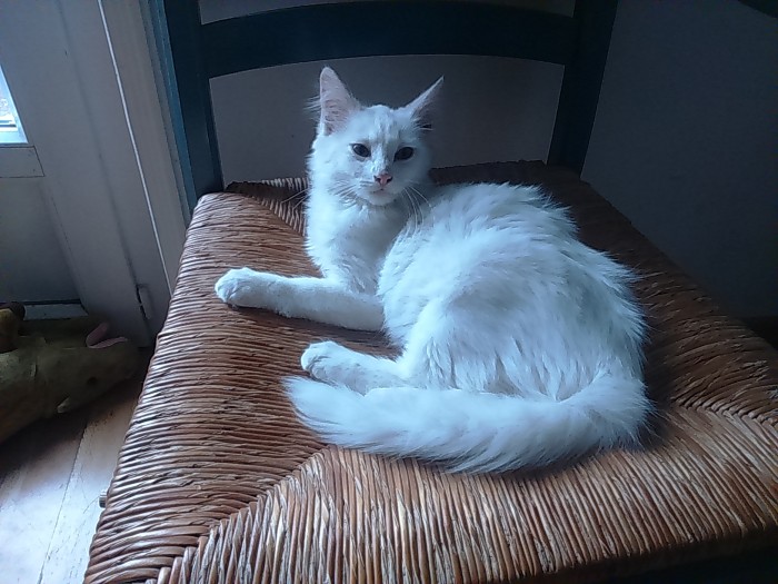 chat 1812172
