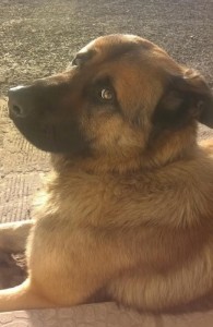 Chien perdu (Blanzy)