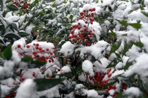 Vos photos de neige