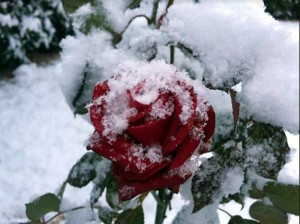 Vos photos de neige…