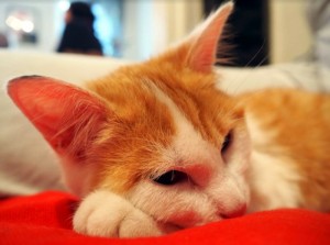 Chat trouvé à Montceau