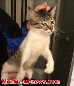 Chaton trouvé à Montceau
