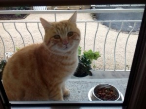 Chat trouvé à Saint-Vallier