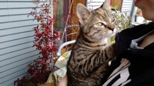 Chat trouvé à Blanzy
