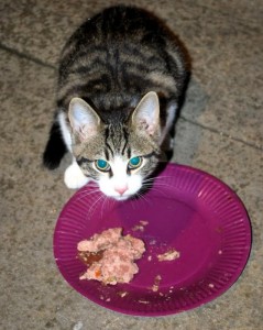 Chat trouvé à Montceau