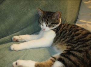 Chat trouvé à Montceau