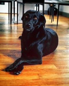 Ce chien a été percuté par une voiture à Montceau