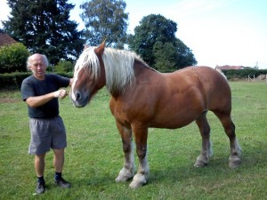Des nouvelles de « Galan » Le cheval des Mazilles