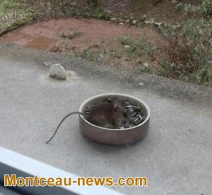 Insolite