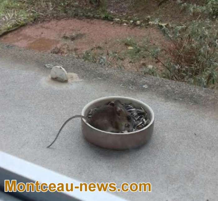 rat 0501182