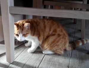 Disparu à Saint-Vallier