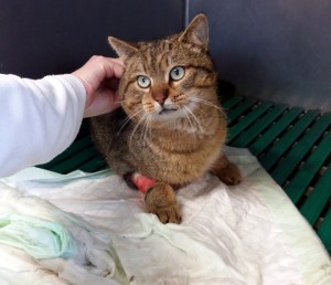 Chat empoisonné à Saint-Vallier ?