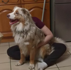 Chien trouvé à Montceau