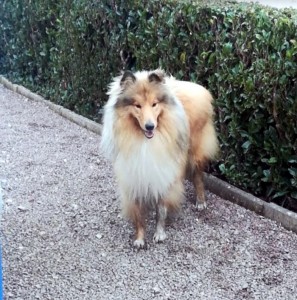 Chien trouvé à Montceau