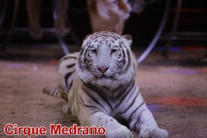 Gagnez des places pour le cirque Médrano à Montceau et au Creusot !