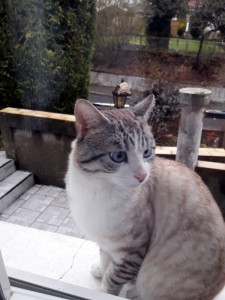 Chat trouvé à Sanvignes