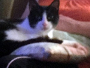 Chat « en détresse » à Saint-Vallier