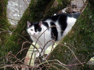Chat perdu à Saint-Vallier