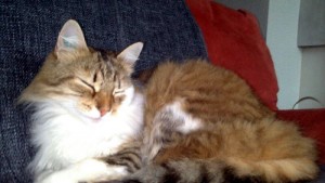 Chat perdu à Montceau