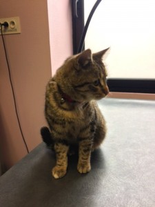 Jeune chatte  trouvée à Montceau
