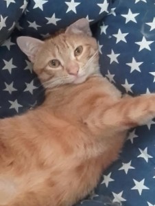 Rappel – Chat perdu à Saint-Vallier
