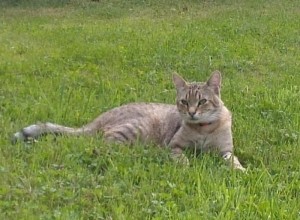 Chat perdu à Blanzy