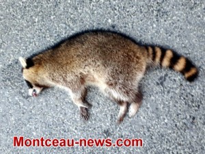 Insolite et rare…