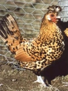 Poule « perdue » à Blanzy