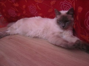 Chat perdu à Montceau