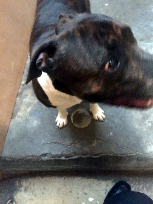chien 0304181