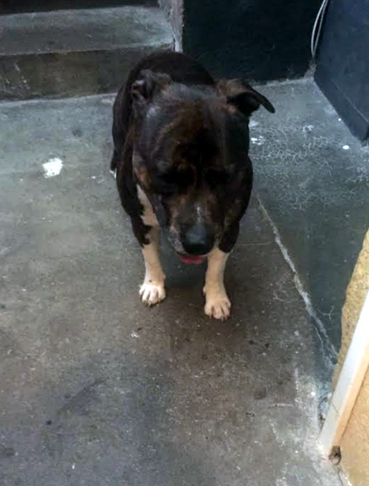 chien 0304182