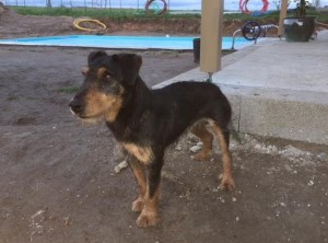Chien trouvé à Marigny