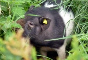 Insolite – Maintenant : à qui ce cochon ?