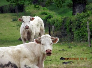 Faits divers : attaque ce dimanche matin à Gourdon…