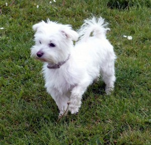 Chien perdu (Montceau)
