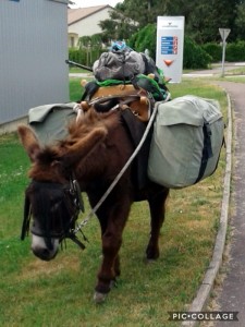 Insolite