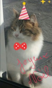 Chat perdu à Sanvignes