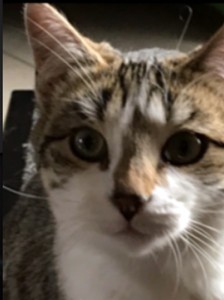 Minette disparue à Palinges