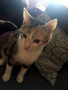Disparue à Montceau