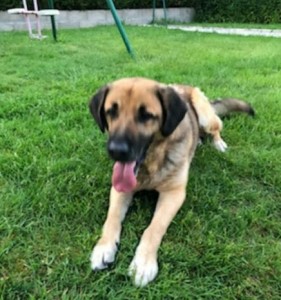 Chien trouvé à Montceau
