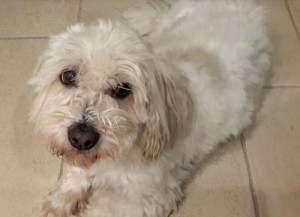 Chien perdu (Blanzy)