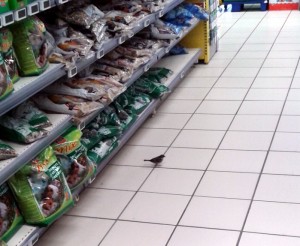 Insolite