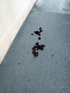 « Incivilité » sur un trottoir de la rue Beaubernard