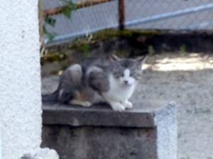 « Coup de gueule » (Montceau)