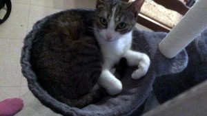 Chatte perdue à Sanvignes