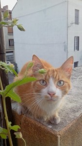 Disparu à Montceau