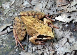 Balade en forêt…