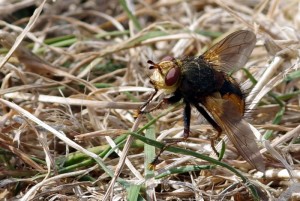 Regard sur une mouche…