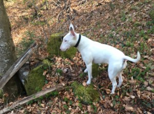 Chien perdu (Montceau)